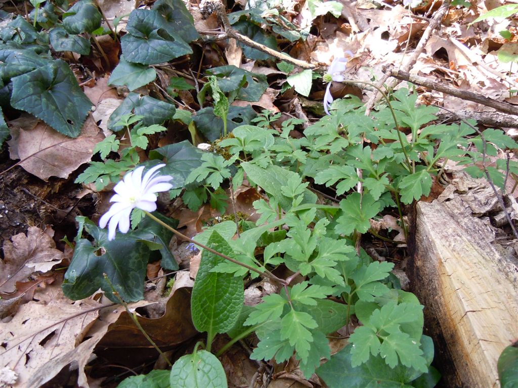 Anemone apennina